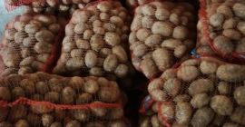 Cartof nou săpat la comandă. Ambalat în saci de