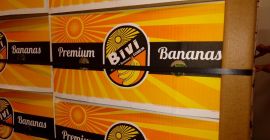 Sales engros depozito verona imported direct from Costa Rica,