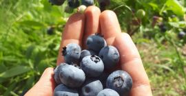 Devo vendere mirtilli americani da un&#39;azienda agricola biologica (mirtilli