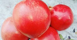 Wir sind der Lieferant von frischen Pomogranaten aus Indien