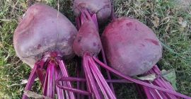 Продајем црвену репу, овогодишњи хидрат, цена, начин паковања по
