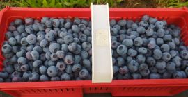 Hello, I sell blueberries from my own plantations.