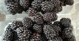 Ежевика растет напрямую от производителя