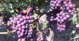 CARDINAL szőlő. A betakarítást augusztus 10-15-ig tervezik. Az ültetvény