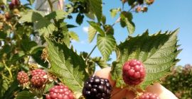 Здравствуйте, я производитель ежевики на площади 30 областей. Для