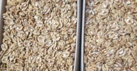 Dióhéjú telefont fogok eladni: 881455066 30% keveréket is eladok,