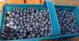 Поздрав, продајем плод боровнице из нове садње. Имам минимални