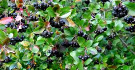 Bună ziua, am 3 ha de ardei iute (teste