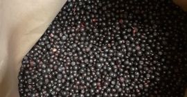 I will sell frozen, cleaned - blue forest blueberry