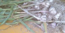 Продајем лук бели лук, свеже ископан неколико хиљада комада,