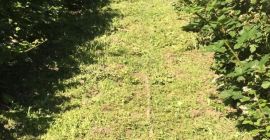 Blackberry Thornfree для продажи. Плантация на третий год, поэтому