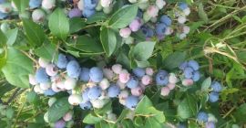 Vendo mirtillo americano, raccolto ogni 3. 4 giorni per