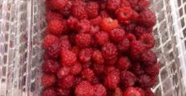 Ich verkaufe frische wilde Himbeeren