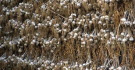 Продам сорта Harnaś и Arkus на продажу. В настоящее