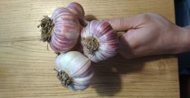 Harnaś Winter Knoblauch zu verkaufen. Keine Herbizide aus eigener