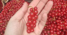 I will sell Dessert Red Currant, Hello, I have