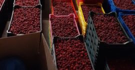 Vendo lamponi surgelati, quantità di 10 tonnellate. La merce