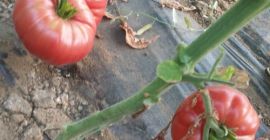 Розовые сорта томатов Pink Magic и Rosamax