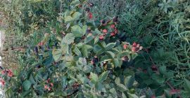 Ежевика органическая культура