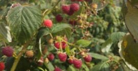 Vendo lamponi, 15 lei / kg e more a