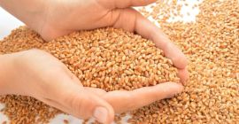 I am selling 70 tons of bread wheat HARVEST