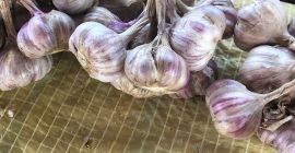 Продам чеснок, сорт Harnaś, размер 4-5-6 см, цена оговаривается