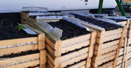 Продаје се грожђе из Таџикистана у дрвеним кутијама препуним