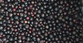 Продајем црну рибизлу, смрзнуту, механички очишћену. Бесплатна достава купцу