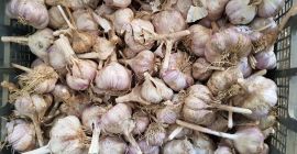 Румынский чеснок, качество 1