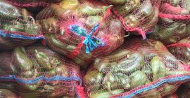 Fresh green pepper, industrial. Original photo attached. We have