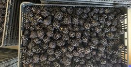 Blackberries come from crops in the 3rd year of