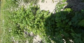 Количина свежег першуна и першуна 05 ха халбанге алба