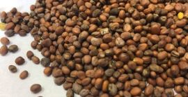 Масляная редька на продажу! Украинского происхождения. Минимальный заказ: от
