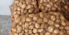 Я продам съедобный картофель DENAR и MARABEL (первый год