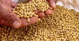 Wir sind Exporteure von Sojabohnen, Lebensmitteln und Getränken. Unsere