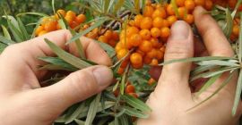 I am selling sea buckthorn, the price is 5