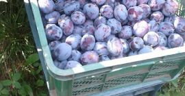 I WILL SELL LEPOTIKA PLUMS directly from the orchard