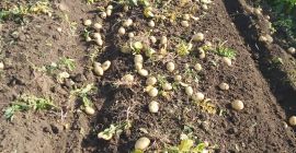 Preț: negociabil în funcție de cantitatea dorită. Producător local