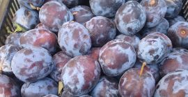 I will sell Lepotica plum - amount of about