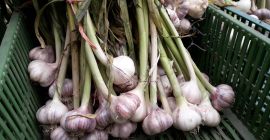 Продам польский озимый чеснок без химии. Калибр 40-60мм -10