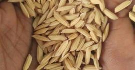 ПРОДАЈЕМО ПОРОЧЕ, ПАСОВЕ, КУКУРУЗЕ, МИЛЛЕТЕ, Гвинејски кукуруз, сезам истог