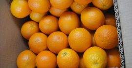 Wir bieten für den Export Zitrusfrüchte wie Orangen, Clementinen,