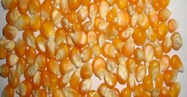 Yellow Corn & White Corn/Maize for Human & Animal
