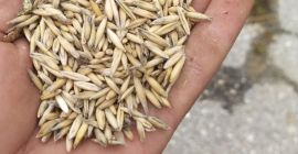 Harvest 2020