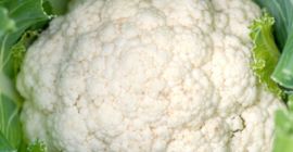 Концепт белог карфиола Ф1 око 5000 цл