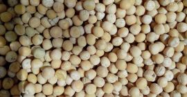 Patronage peas for sale, general use. The first collection