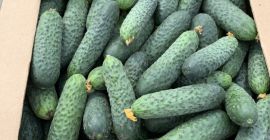 Продам свежие, неоткалиброванные огурцы 8-15 из Беларуси. Проверено -
