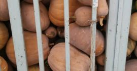 fresh pumpkin in high tonnage FOB delivery