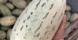 I will sell melons from Uzbekistan. The minimum order