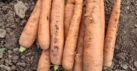 Pret: negociabil in functie de cantitatea dorita. Producator local